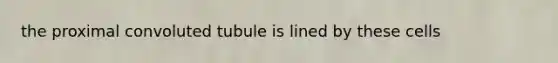 the proximal convoluted tubule is lined by these cells