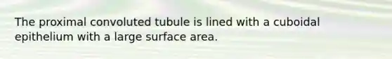 The proximal convoluted tubule is lined with a cuboidal epithelium with a large surface area.