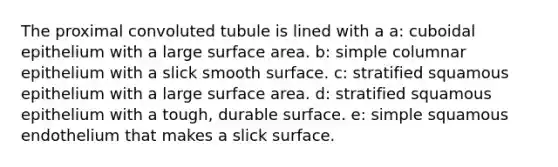 The proximal convoluted tubule is lined with a a: cuboidal epithelium with a large surface area. b: simple columnar epithelium with a slick smooth surface. c: stratified squamous epithelium with a large surface area. d: stratified squamous epithelium with a tough, durable surface. e: simple squamous endothelium that makes a slick surface.