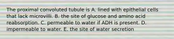 The proximal convoluted tubule is A. lined with epithelial cells that lack microvilli. B. the site of glucose and amino acid reabsorption. C. permeable to water if ADH is present. D. impermeable to water. E. the site of water secretion