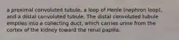 a proximal convoluted tubule, a loop of Henle (nephron loop), and a distal convoluted tubule. The distal convoluted tubule empties into a collecting duct, which carries urine from the cortex of the kidney toward the renal papilla.