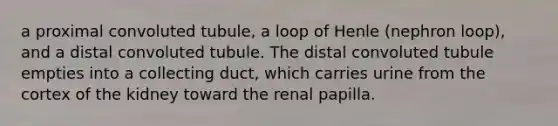 a proximal convoluted tubule, a loop of Henle (nephron loop), and a distal convoluted tubule. The distal convoluted tubule empties into a collecting duct, which carries urine from the cortex of the kidney toward the renal papilla.