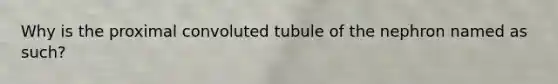 Why is the proximal convoluted tubule of the nephron named as such?