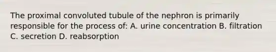 The proximal convoluted tubule of the nephron is primarily responsible for the process of: A. urine concentration B. filtration C. secretion D. reabsorption