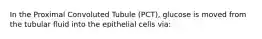 In the Proximal Convoluted Tubule (PCT), glucose is moved from the tubular fluid into the epithelial cells via: