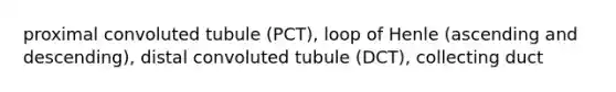 proximal convoluted tubule (PCT), loop of Henle (ascending and descending), distal convoluted tubule (DCT), collecting duct