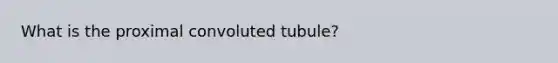 What is the proximal convoluted tubule?