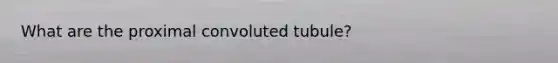 What are the proximal convoluted tubule?