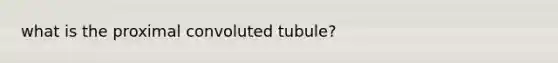 what is the proximal convoluted tubule?