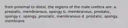 from proximal to distal, the regions of the male urethra are: a. prostatic, membranous, spongy b. membranous, prostatic, spongy c. spongy, prostatic, membranous d. prostatic, spongy, membrane