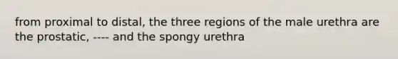 from proximal to distal, the three regions of the male urethra are the prostatic, ---- and the spongy urethra