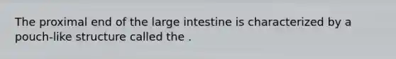 The proximal end of the large intestine is characterized by a pouch-like structure called the .