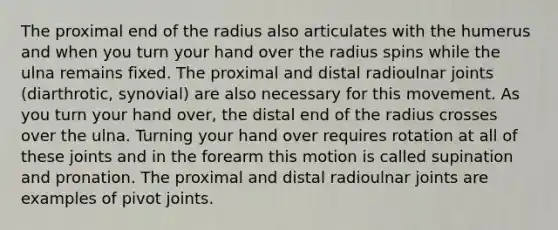 The proximal end of the radius also articulates with the humerus and when you turn your hand over the radius spins while the ulna remains fixed. The proximal and distal radioulnar joints (diarthrotic, synovial) are also necessary for this movement. As you turn your hand over, the distal end of the radius crosses over the ulna. Turning your hand over requires rotation at all of these joints and in the forearm this motion is called supination and pronation. The proximal and distal radioulnar joints are examples of pivot joints.