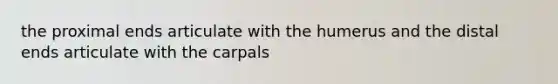 the proximal ends articulate with the humerus and the distal ends articulate with the carpals