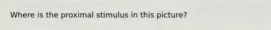 Where is the proximal stimulus in this picture?