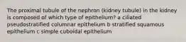 The proximal tubule of the nephron (kidney tubule) in the kidney is composed of which type of epithelium? a ciliated pseudostratified columnar epithelium b stratified squamous epithelium c simple cuboidal epithelium