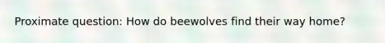 Proximate question: How do beewolves find their way home?