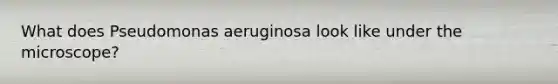 What does Pseudomonas aeruginosa look like under the microscope?