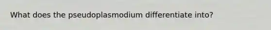 What does the pseudoplasmodium differentiate into?