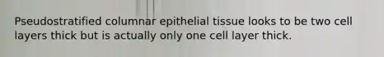 Pseudostratified columnar epithelial tissue looks to be two cell layers thick but is actually only one cell layer thick.