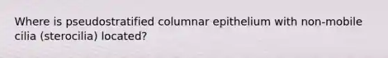 Where is pseudostratified columnar epithelium with non-mobile cilia (sterocilia) located?