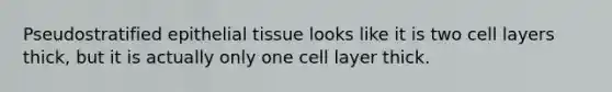 Pseudostratified epithelial tissue looks like it is two cell layers thick, but it is actually only one cell layer thick.