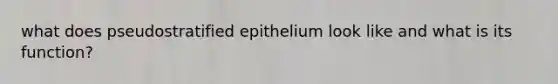 what does pseudostratified epithelium look like and what is its function?