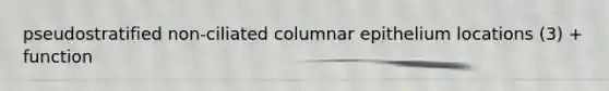 pseudostratified non-ciliated columnar epithelium locations (3) + function