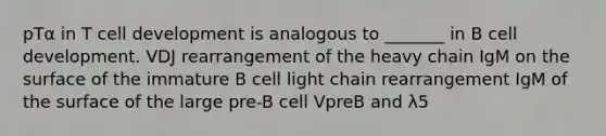 pTα in T cell development is analogous to _______ in B cell development. VDJ rearrangement of the heavy chain IgM on the surface of the immature B cell light chain rearrangement IgM of the surface of the large pre-B cell VpreB and λ5