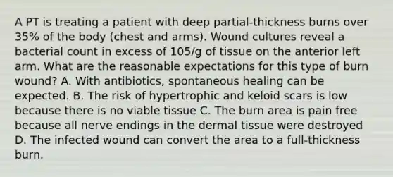 A PT is treating a patient with deep partial-thickness burns over 35% of the body (chest and arms). Wound cultures reveal a bacterial count in excess of 105/g of tissue on the anterior left arm. What are the reasonable expectations for this type of burn wound? A. With antibiotics, spontaneous healing can be expected. B. The risk of hypertrophic and keloid scars is low because there is no viable tissue C. The burn area is pain free because all nerve endings in the dermal tissue were destroyed D. The infected wound can convert the area to a full-thickness burn.