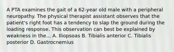 A PTA examines the gait of a 62-year old male with a peripheral neuropathy. The physical therapist assistant observes that the patient's right foot has a tendency to slap the ground during the loading response. This observation can best be explained by weakness in the... A. Iliopsoas B. Tibialis anterior C. Tibialis posterior D. Gastrocnemius