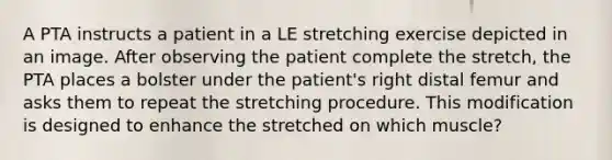 A PTA instructs a patient in a LE stretching exercise depicted in an image. After observing the patient complete the stretch, the PTA places a bolster under the patient's right distal femur and asks them to repeat the stretching procedure. This modification is designed to enhance the stretched on which muscle?