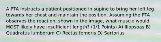 A PTA instructs a patient positioned in supine to bring her left leg towards her chest and maintain the position. Assuming the PTA observes the reaction, shown in the image, what muscle would MOST likely have insufficient length? (1/1 Points) A) Iliopsoas B) Quadratus lumborum C) Rectus femoris D) Sartorius