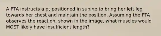 A PTA instructs a pt positioned in supine to bring her left leg towards her chest and maintain the position. Assuming the PTA observes the reaction, shown in the image, what muscles would MOST likely have insufficient length?