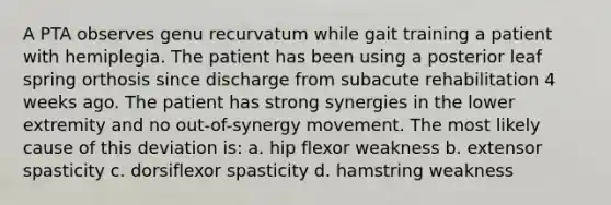 A PTA observes genu recurvatum while gait training a patient with hemiplegia. The patient has been using a posterior leaf spring orthosis since discharge from subacute rehabilitation 4 weeks ago. The patient has strong synergies in the lower extremity and no out-of-synergy movement. The most likely cause of this deviation is: a. hip flexor weakness b. extensor spasticity c. dorsiflexor spasticity d. hamstring weakness