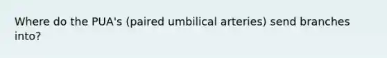 Where do the PUA's (paired umbilical arteries) send branches into?