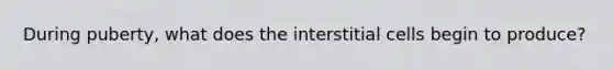 During puberty, what does the interstitial cells begin to produce?