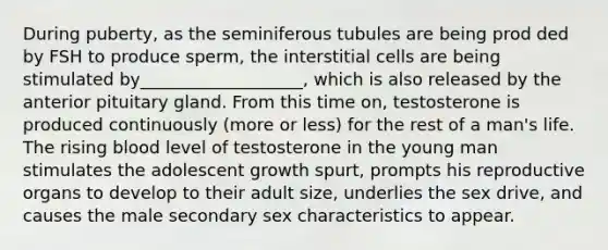 During puberty, as the seminiferous tubules are being prod ded by FSH to produce sperm, the interstitial cells are being stimulated by___________________, which is also released by the anterior pituitary gland. From this time on, testosterone is produced continuously (more or less) for the rest of a man's life. The rising blood level of testosterone in the young man stimulates the adolescent growth spurt, prompts his reproductive organs to develop to their adult size, underlies the sex drive, and causes the male secondary sex characteristics to appear.