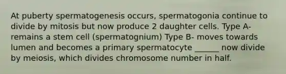 At puberty spermatogenesis occurs, spermatogonia continue to divide by mitosis but now produce 2 daughter cells. Type A- remains a stem cell (spermatognium) Type B- moves towards lumen and becomes a primary spermatocyte ______ now divide by meiosis, which divides chromosome number in half.