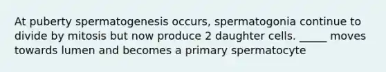 At puberty spermatogenesis occurs, spermatogonia continue to divide by mitosis but now produce 2 daughter cells. _____ moves towards lumen and becomes a primary spermatocyte