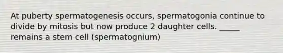 At puberty spermatogenesis occurs, spermatogonia continue to divide by mitosis but now produce 2 daughter cells. _____ remains a stem cell (spermatognium)