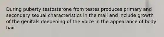 During puberty testosterone from testes produces primary and secondary sexual characteristics in the mail and include growth of the genitals deepening of the voice in the appearance of body hair