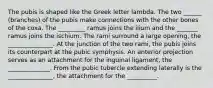 The pubis is shaped like the Greek letter lambda. The two ______ (branches) of the pubis make connections with the other bones of the coxa. The _________ ramus joins the ilium and the _______ ramus joins the ischium. The rami surround a large opening, the _______________. At the junction of the two rami, the pubis joins its counterpart at the pubic symphysis. An anterior projection serves as an attachment for the inguinal ligament, the ______________. From the pubic tubercle extending laterally is the _______________, the attachment for the __________.