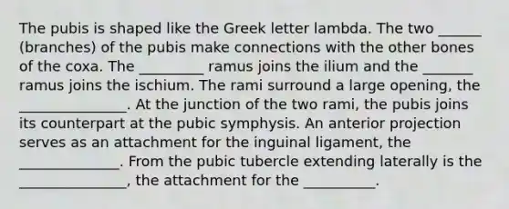 The pubis is shaped like the Greek letter lambda. The two ______ (branches) of the pubis make connections with the other bones of the coxa. The _________ ramus joins the ilium and the _______ ramus joins the ischium. The rami surround a large opening, the _______________. At the junction of the two rami, the pubis joins its counterpart at the pubic symphysis. An anterior projection serves as an attachment for the inguinal ligament, the ______________. From the pubic tubercle extending laterally is the _______________, the attachment for the __________.