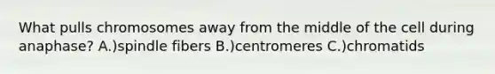 What pulls chromosomes away from the middle of the cell during anaphase? A.)spindle fibers B.)centromeres C.)chromatids