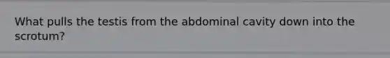 What pulls the testis from the abdominal cavity down into the scrotum?