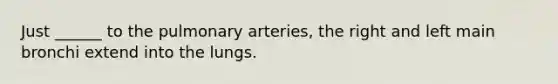 Just ______ to the pulmonary arteries, the right and left main bronchi extend into the lungs.