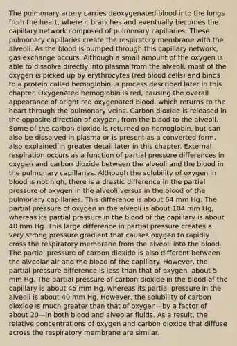 The pulmonary artery carries deoxygenated blood into the lungs from <a href='https://www.questionai.com/knowledge/kya8ocqc6o-the-heart' class='anchor-knowledge'>the heart</a>, where it branches and eventually becomes the capillary network composed of pulmonary capillaries. These pulmonary capillaries create the respiratory membrane with the alveoli. As <a href='https://www.questionai.com/knowledge/k7oXMfj7lk-the-blood' class='anchor-knowledge'>the blood</a> is pumped through this capillary network, <a href='https://www.questionai.com/knowledge/kU8LNOksTA-gas-exchange' class='anchor-knowledge'>gas exchange</a> occurs. Although a small amount of the oxygen is able to dissolve directly into plasma from the alveoli, most of the oxygen is picked up by erythrocytes (red blood cells) and binds to a protein called hemoglobin, a process described later in this chapter. Oxygenated hemoglobin is red, causing the overall appearance of bright red oxygenated blood, which returns to the heart through the pulmonary veins. Carbon dioxide is released in the opposite direction of oxygen, from the blood to the alveoli. Some of the carbon dioxide is returned on hemoglobin, but can also be dissolved in plasma or is present as a converted form, also explained in greater detail later in this chapter. External respiration occurs as a function of partial pressure differences in oxygen and carbon dioxide between the alveoli and the blood in the pulmonary capillaries. Although the solubility of oxygen in blood is not high, there is a drastic difference in the partial pressure of oxygen in the alveoli versus in the blood of the pulmonary capillaries. This difference is about 64 mm Hg: The partial pressure of oxygen in the alveoli is about 104 mm Hg, whereas its partial pressure in the blood of the capillary is about 40 mm Hg. This large difference in partial pressure creates a very strong pressure gradient that causes oxygen to rapidly cross the respiratory membrane from the alveoli into the blood. The partial pressure of carbon dioxide is also different between the alveolar air and the blood of the capillary. However, the partial pressure difference is less than that of oxygen, about 5 mm Hg. The partial pressure of carbon dioxide in the blood of the capillary is about 45 mm Hg, whereas its partial pressure in the alveoli is about 40 mm Hg. However, the solubility of carbon dioxide is much greater than that of oxygen—by a factor of about 20—in both blood and alveolar fluids. As a result, the relative concentrations of oxygen and carbon dioxide that diffuse across the respiratory membrane are similar.