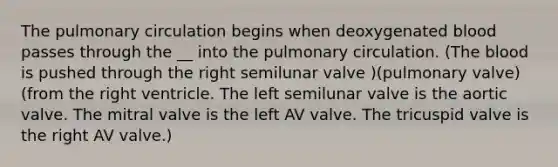 The pulmonary circulation begins when deoxygenated blood passes through the __ into the pulmonary circulation. (The blood is pushed through the right semilunar valve )(pulmonary valve) (from the right ventricle. The left semilunar valve is the aortic valve. The mitral valve is the left AV valve. The tricuspid valve is the right AV valve.)