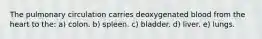 The pulmonary circulation carries deoxygenated blood from the heart to the: a) colon. b) spleen. c) bladder. d) liver. e) lungs.